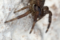 Une femelle immature (Araneae - Thomisidae - Xysticus sp.)